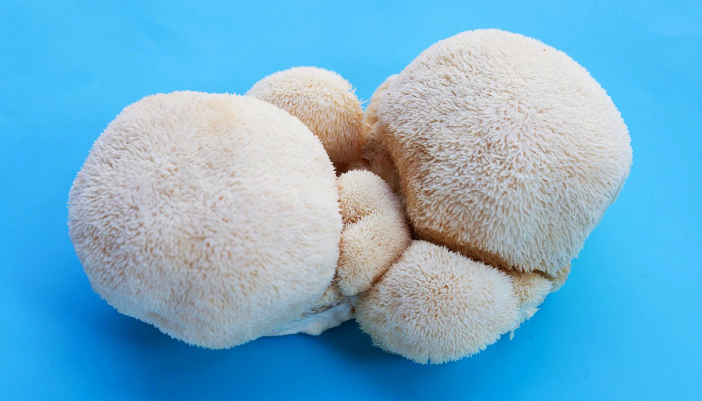 Lion's Mane Mushrooms For Holistic Wellness
